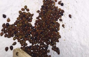 Ladybirds sheltering from the cold in the tower clock room